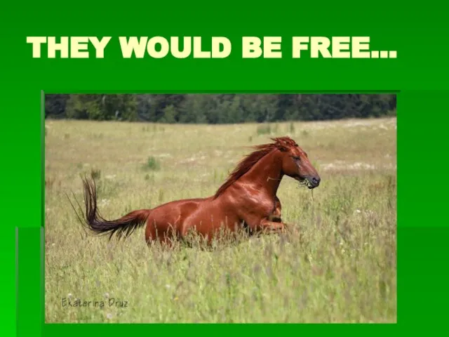 THEY WOULD BE FREE…