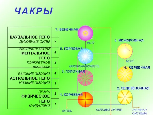 Ч А К Р Ы НЕРВНАЯ СИСТЕМА ПОЛОВЫЕ ОРГАНЫ КРОВЬ МОЗГ МОЗГ