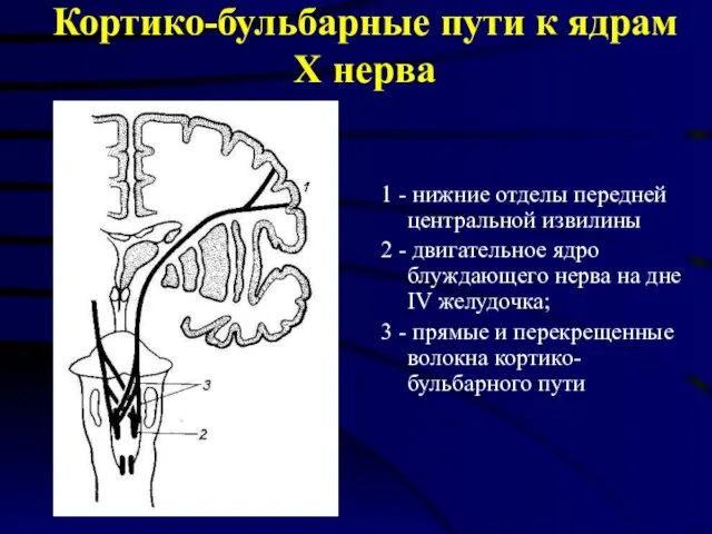 Кортико-бульбарные пути к ядрам Х нерва 1 - нижние отделы передней центральной