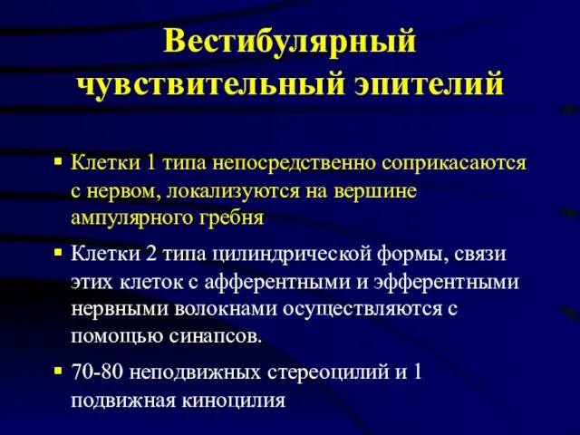 Вестибулярный чувствительный эпителий Клетки 1 типа непосредственно соприкасаются с нервом, локализуются на