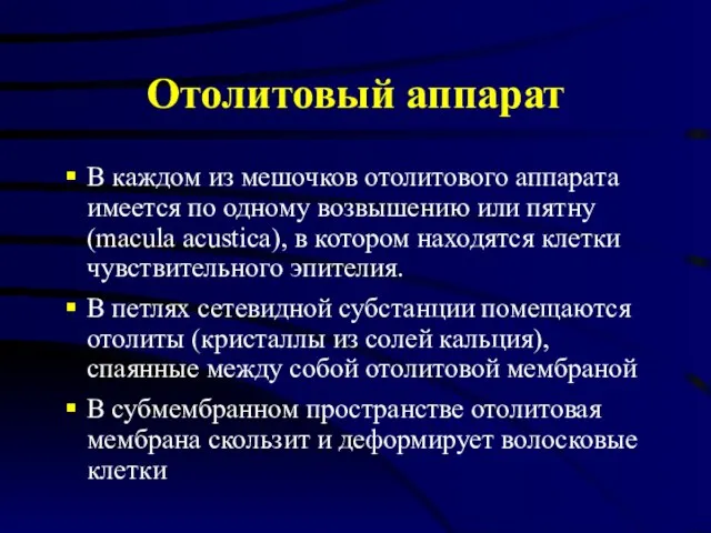 Отолитовый аппарат В каждом из мешочков отолитового аппарата имеется по одному возвышению