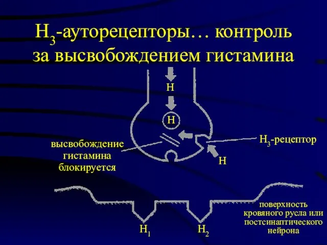 Н3-ауторецепторы… контроль за высвобождением гистамина Н Н Н Н3-рецептор высвобождение гистамина блокируется