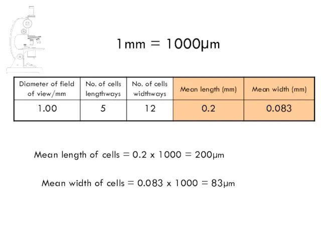 Mean length of cells = 0.2 x 1000 = 200µm 1mm =