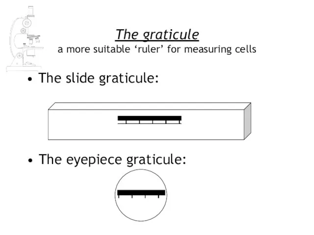 The graticule a more suitable ‘ruler’ for measuring cells The slide graticule: The eyepiece graticule: