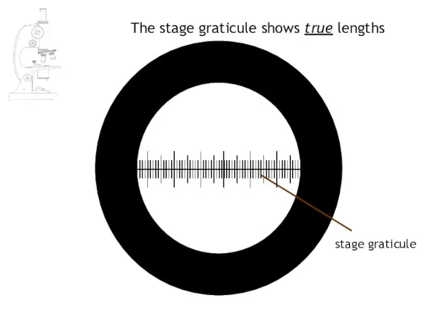 The stage graticule shows true lengths stage graticule