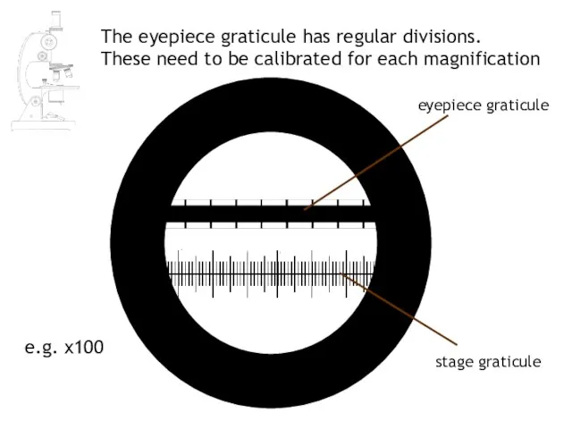 The eyepiece graticule has regular divisions. These need to be calibrated for