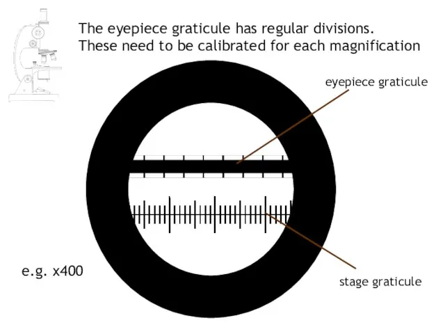stage graticule eyepiece graticule e.g. x400 The eyepiece graticule has regular divisions.