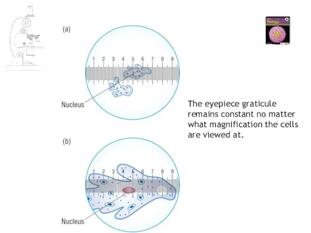 The eyepiece graticule remains constant no matter what magnification the cells are viewed at.