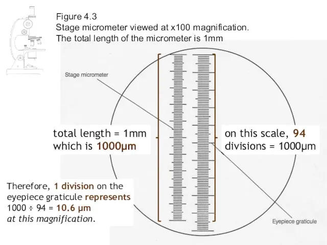 Figure 4.3 Stage micrometer viewed at x100 magnification. The total length of