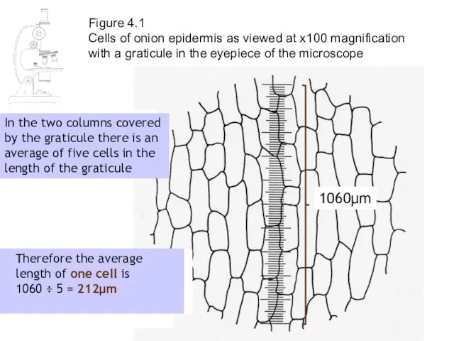 Figure 4.1 Cells of onion epidermis as viewed at x100 magnification with