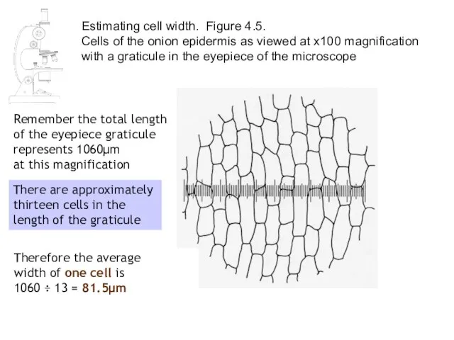 Estimating cell width. Figure 4.5. Cells of the onion epidermis as viewed