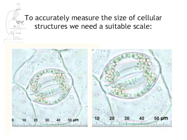 To accurately measure the size of cellular structures we need a suitable scale: