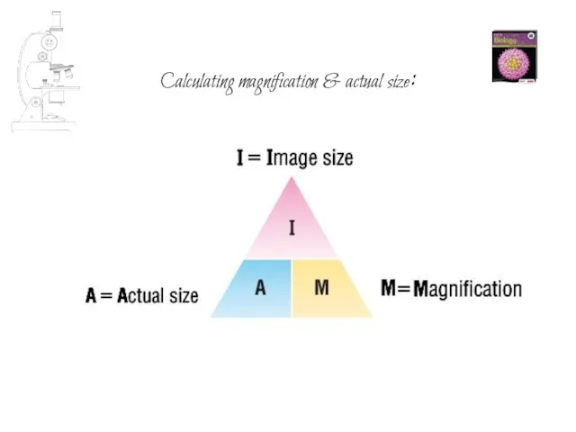 Calculating magnification & actual size: