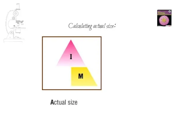 Calculating actual size: