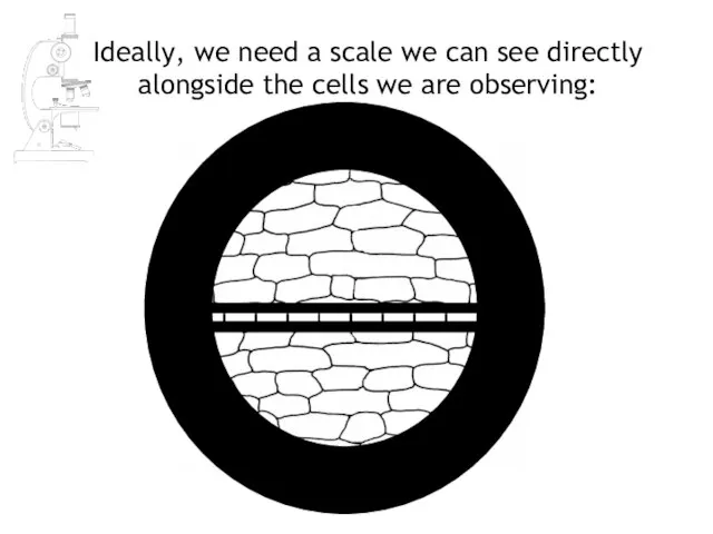 Ideally, we need a scale we can see directly alongside the cells we are observing: