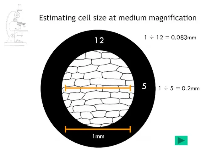 Estimating cell size at medium magnification 1mm 5 1 ÷ 5 =