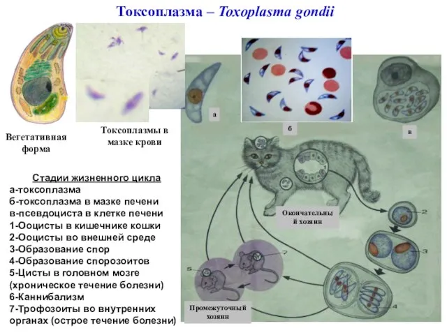 Токсоплазма – Toxoplasma gondii Вегетативная форма Окончательный хозяин Промежуточный хозяин а б