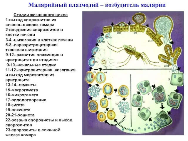 Малярийный плазмодий – возбудитель малярии Стадии жизненного цикла 1-выход спорозоитов из слюнных