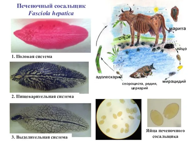 Печеночный сосальщик Fasciola hepatica 1. Половая система 2. Пищеварительная система 3. Выделительная