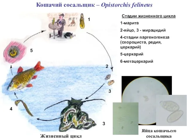 Кошачий сосальщик – Opistorchis felineus Яйца кошачьего сосальщика Жизненный цикл Стадии жизненного