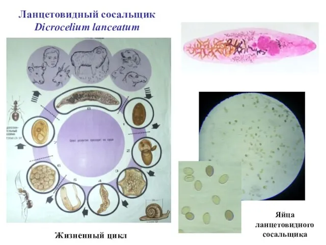 Ланцетовидный сосальщик Dicrocelium lanceatum Яйца ланцетовидного сосальщика Жизненный цикл