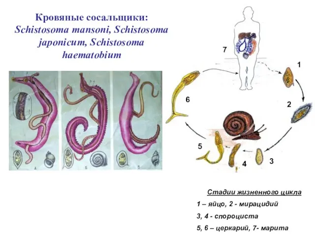 Кровяные сосальщики: Schistosoma mansoni, Schistosoma japonicum, Schistosoma haematobium Стадии жизненного цикла 1
