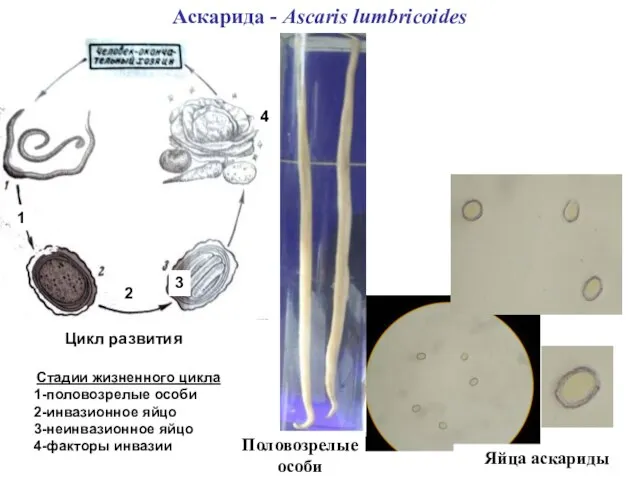 Аскарида - Ascaris lumbricoides Яйца аскариды Цикл развития Стадии жизненного цикла 1-половозрелые