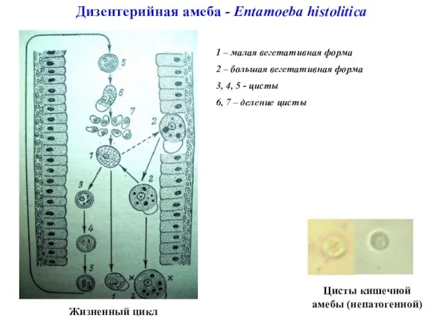 Дизентерийная амеба - Entamoeba histolitica Жизненный цикл 1 – малая вегетативная форма