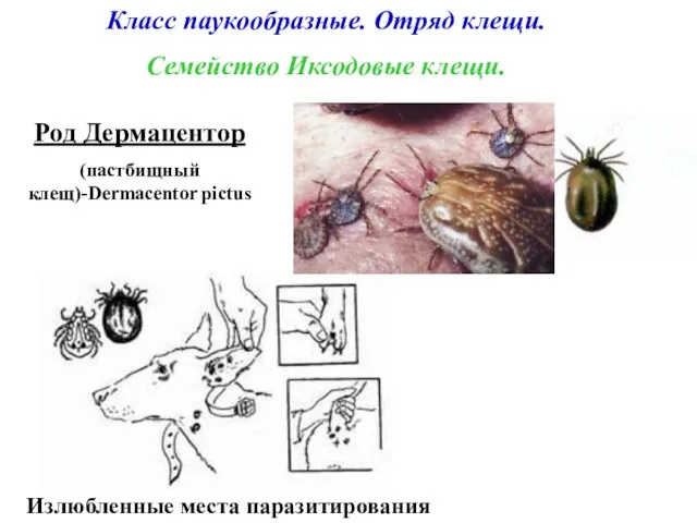 Класс паукообразные. Отряд клещи. Семейство Иксодовые клещи. Излюбленные места паразитирования Род Дермацентор (пастбищный клещ)-Dermacentor pictus