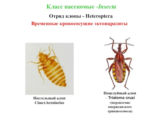 Класс насекомые -Insecta Отряд клопы - Heteroptera Временные кровососущие эктопаразиты Постельный клоп
