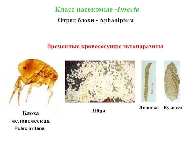 Блоха человеческая Яйца Класс насекомые -Insecta Отряд блохи - Aphaniptera Временные кровососущие