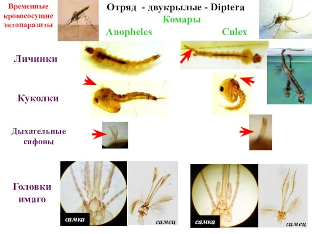 Комары Anopheles Culex Личинки Куколки Головки имаго самец самец Дыхательные сифоны самка