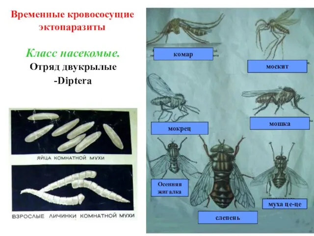 слепень муха це-це Осенняя жигалка мошка мокрец москит комар Класс насекомые. Отряд