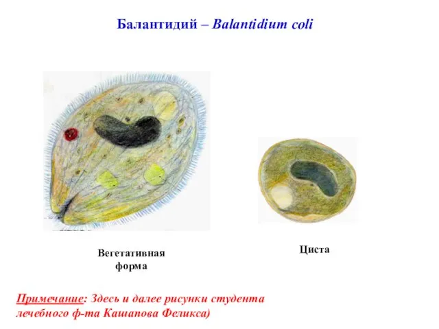 Балантидий – Balantidium coli Циста Вегетативная форма Примечание: Здесь и далее рисунки