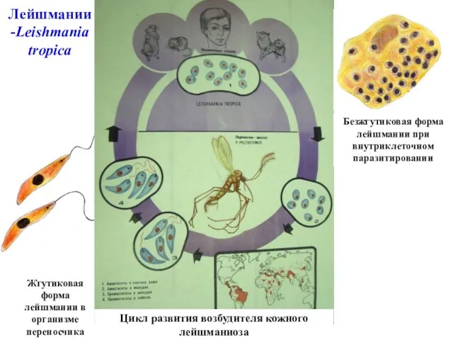 Лейшмании -Leishmania tropica Жгутиковая форма лейшмании в организме переносчика Цикл развития возбудителя
