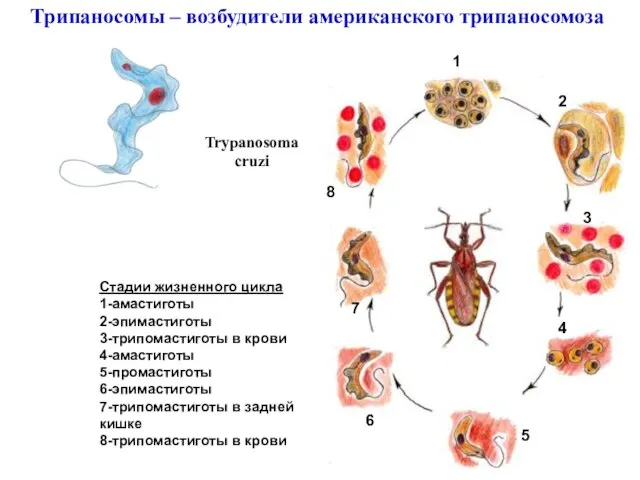 Trypanosoma cruzi Трипаносомы – возбудители американского трипаносомоза 1 2 3 4 5