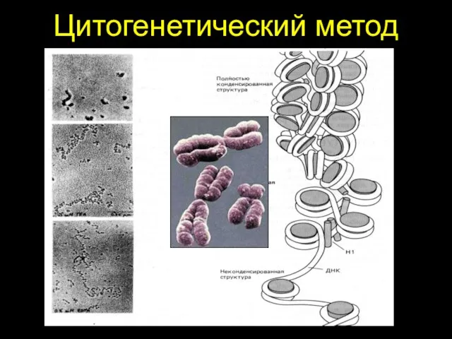 Цитогенетический метод