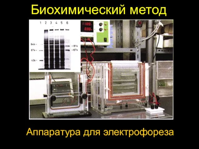 Биохимический метод Аппаратура для электрофореза