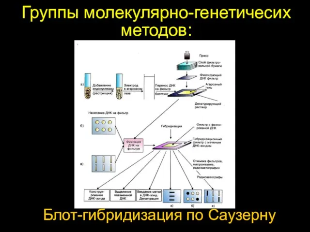 Группы молекулярно-генетичесих методов: Блот-гибридизация по Саузерну