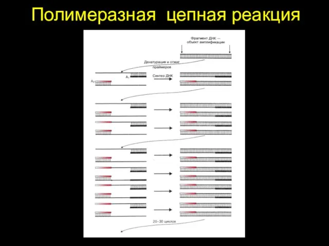 Полимеразная цепная реакция