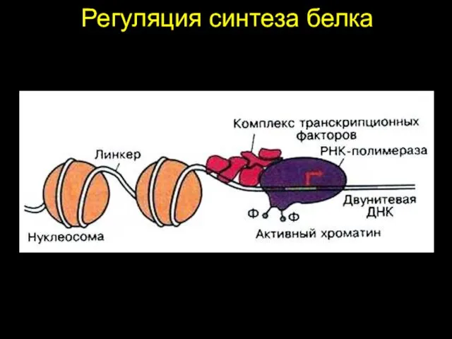 Регуляция синтеза белка