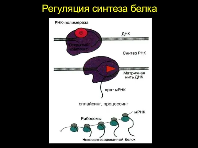 Регуляция синтеза белка