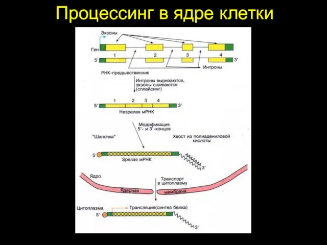 Процессинг в ядре клетки