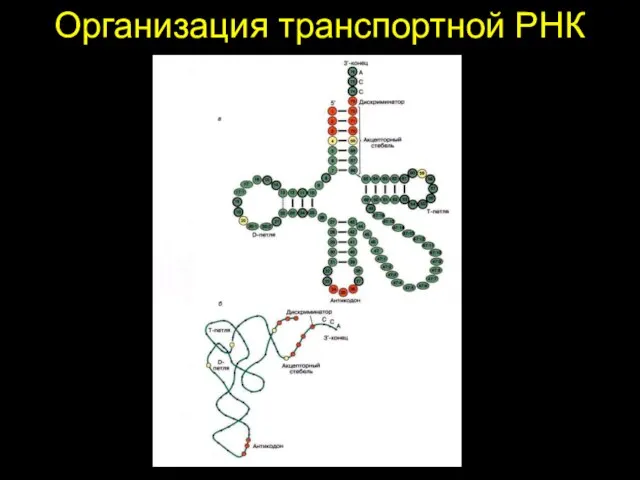 Организация транспортной РНК