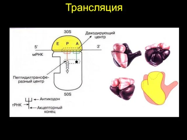 Трансляция