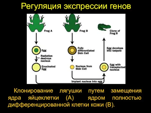 Регуляция экспрессии генов Клонирование лягушки путем замещения ядра яйцеклетки (А) ядром полностью дифференцированной клетки кожи (В).