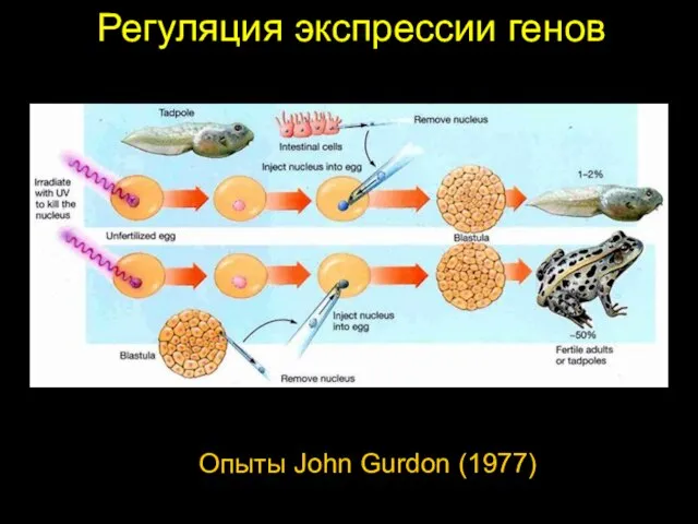 Регуляция экспрессии генов Опыты John Gurdon (1977)