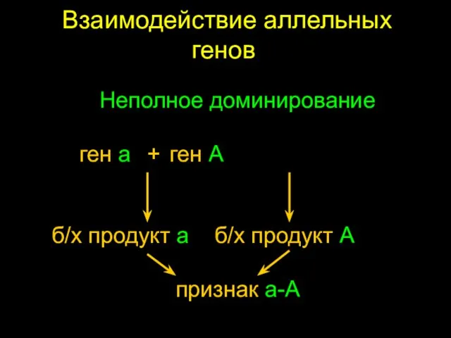 Взаимодействие аллельных генов Неполное доминирование ген a + ген A б/х продукт