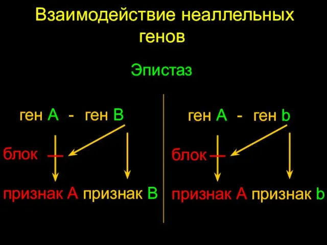 Взаимодействие неаллельных генов ген A - ген B блок признак A признак