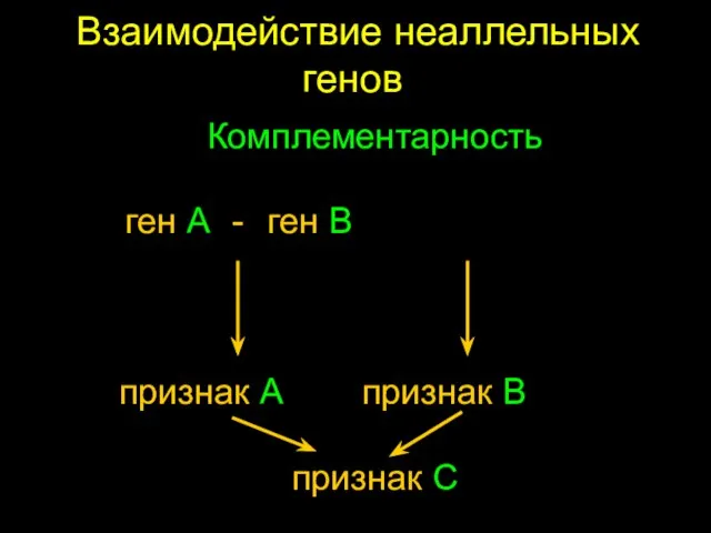 Взаимодействие неаллельных генов Комплементарность ген A - ген B признак A признак B признак C